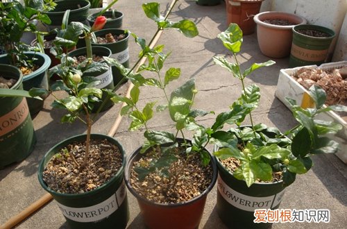 图 虎头茉莉怎么养 虎头茉莉的养殖方法和注意事项