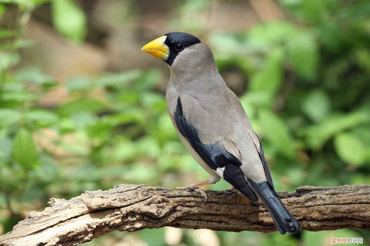 黑尾蜡嘴雀能活多少年,黑尾蜡嘴雀人工繁殖