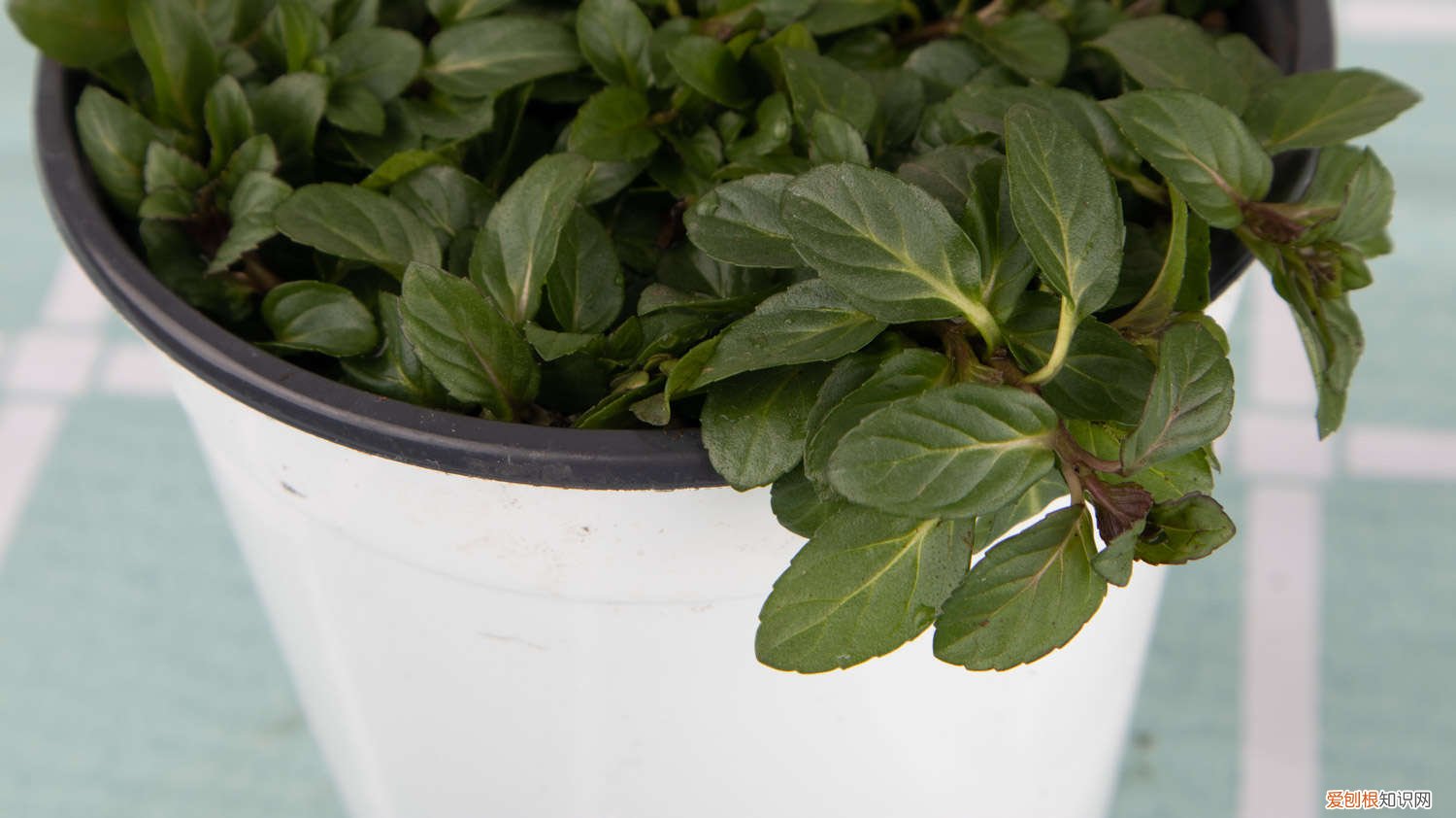 薄荷适合什么时候播种 薄荷播种方法和时间,薄荷可以一年四季种吗