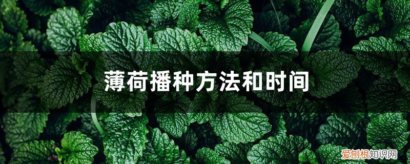 薄荷适合什么时候播种 薄荷播种方法和时间,薄荷可以一年四季种吗