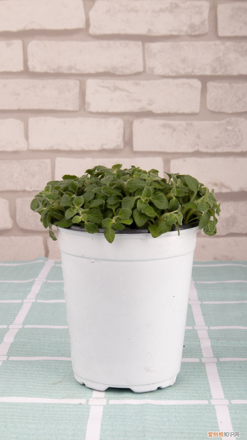 薄荷适合什么时候播种 薄荷播种方法和时间,薄荷可以一年四季种吗