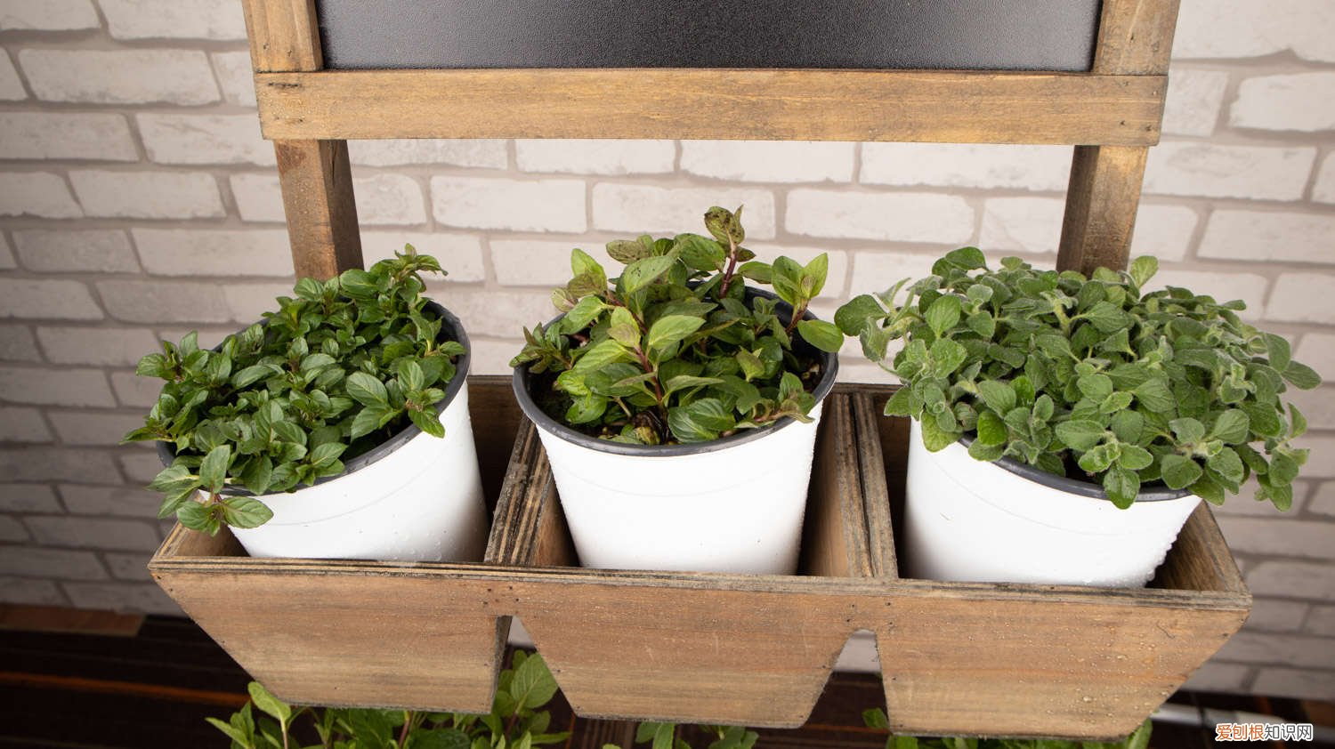 薄荷 多年草本 薄荷是一年生草本吗,薄荷可以养几年