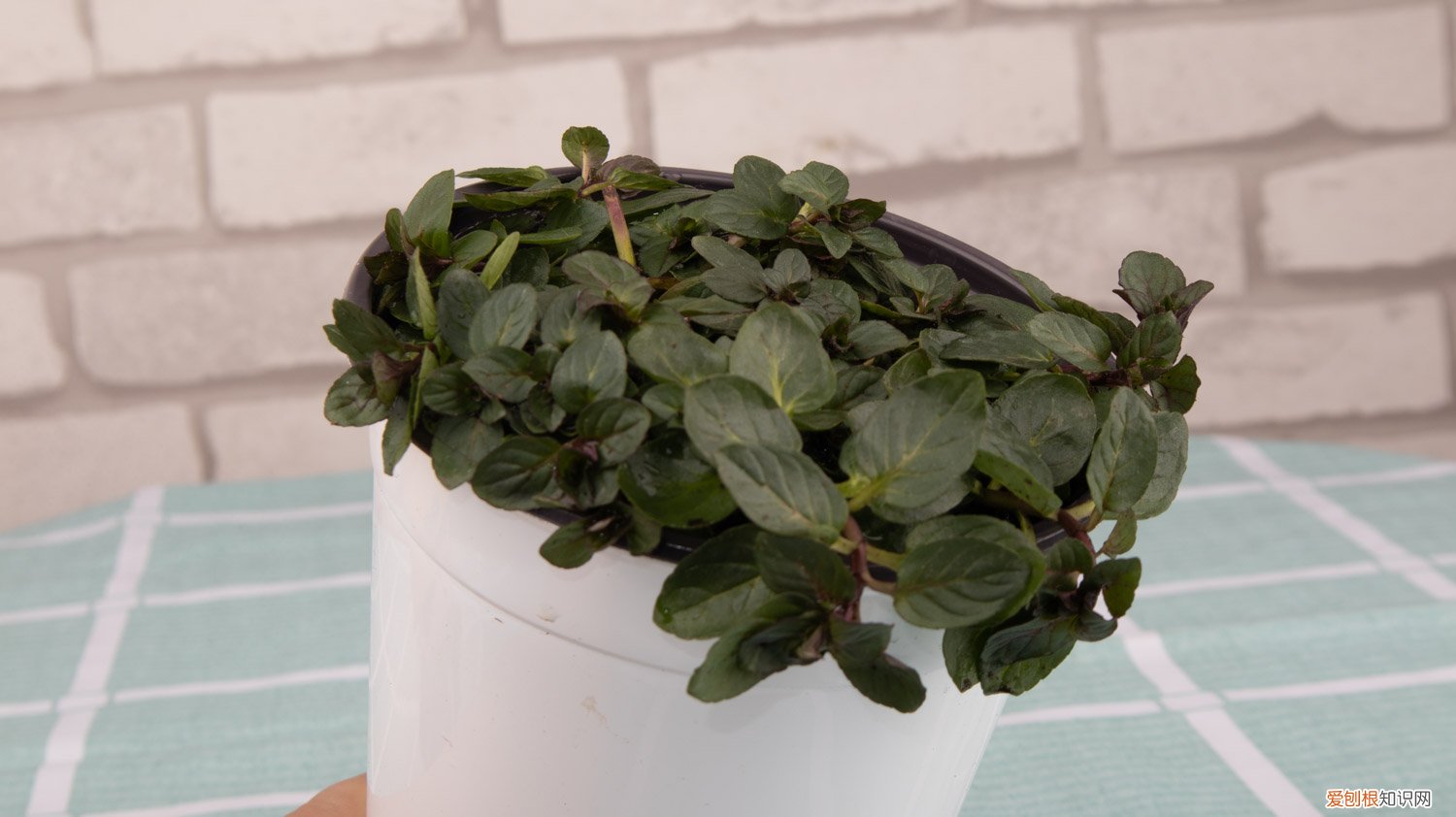 薄荷 多年草本 薄荷是一年生草本吗,薄荷可以养几年