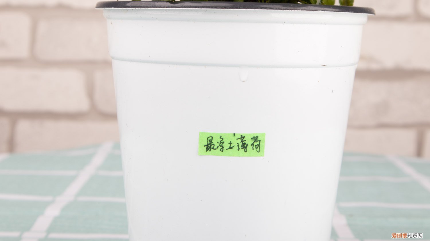 薄荷 多年草本 薄荷是一年生草本吗,薄荷可以养几年