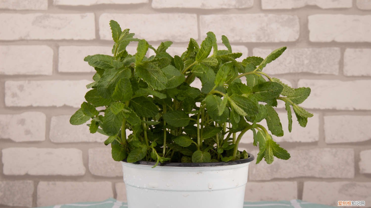 薄荷的外形特点和价值 薄荷什么样子,薄荷的外形特征和作用
