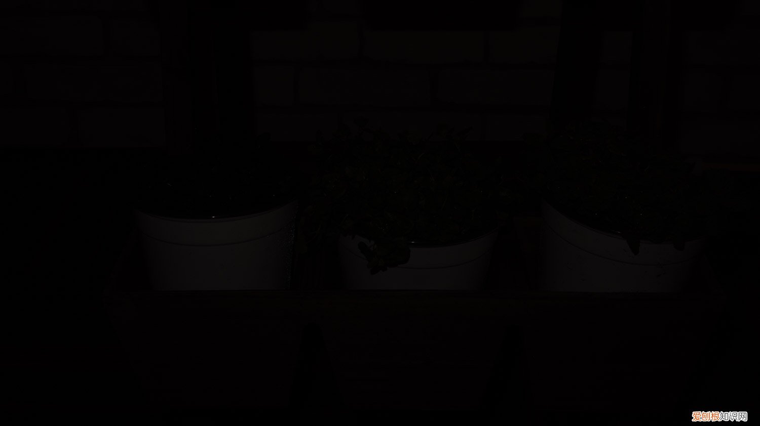 薄荷的外形特点和价值 薄荷什么样子,薄荷的外形特征和作用