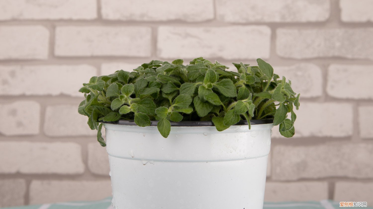 薄荷怎样修剪图解 薄荷怎么修剪，修剪下来的薄荷怎么用