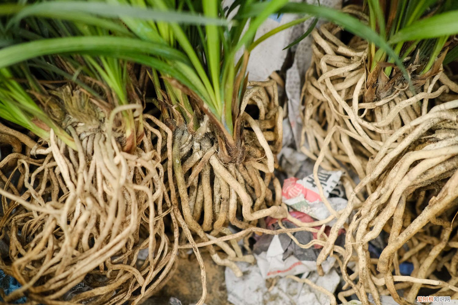 兰花不长新芽是怎么回事 兰花不发芽看起来焉焉的怎么处理