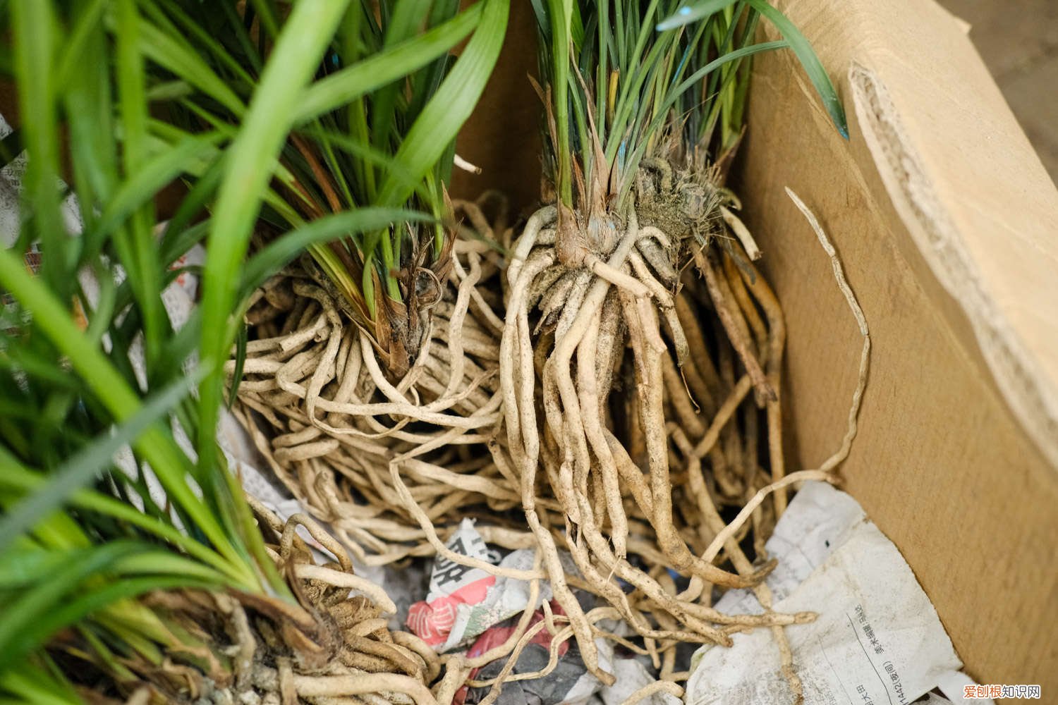 兰花的根烂了还有救吗怎么救 兰花根全烂了怎样救活,怎样才能发新根