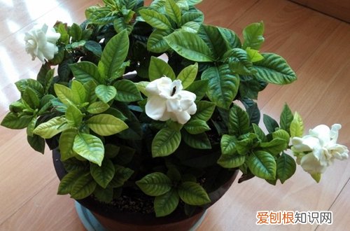 图 栀子花冬天会冻死吗 栀子花冬天怎么养