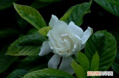 图 栀子花冬天会冻死吗 栀子花冬天怎么养
