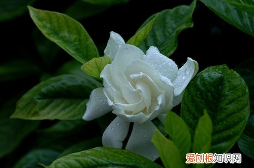 图 栀子花冬天会冻死吗 栀子花冬天怎么养