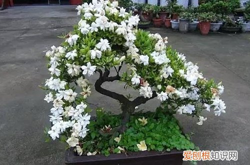 图 栀子花冬天会冻死吗 栀子花冬天怎么养