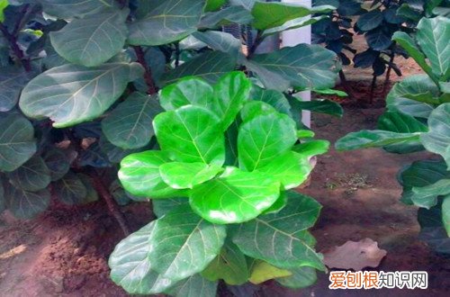 图 琴叶榕怎么养护 琴叶榕的养护方法
