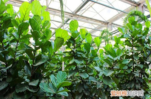 图 琴叶榕怎么养护 琴叶榕的养护方法