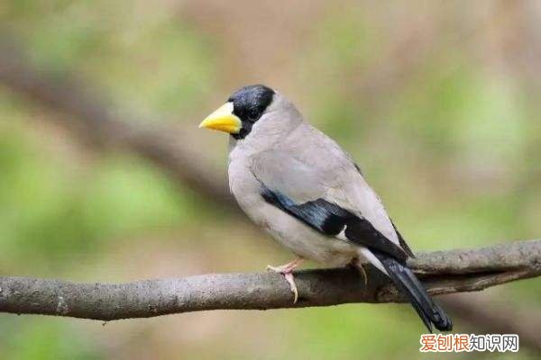 黑尾蜡嘴雀养公的好还是母的好,黑尾蜡嘴雀寿命是多少