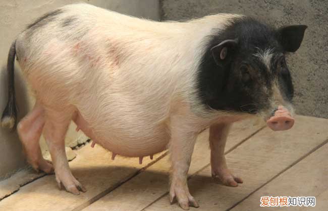 迷你猪会咬人吗,好像会咬别的猪