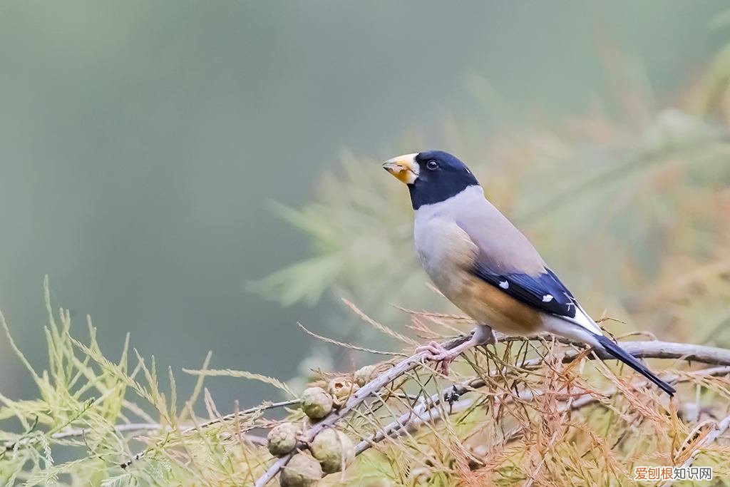 黑头蜡嘴雀是几级保护动物,蜡雀黄嘴是保护动物吗