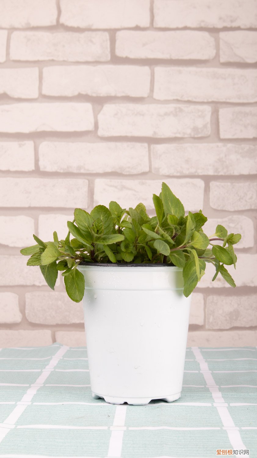 薄荷怎样种植才能成活 薄荷如何种植,薄荷发芽后如何护理