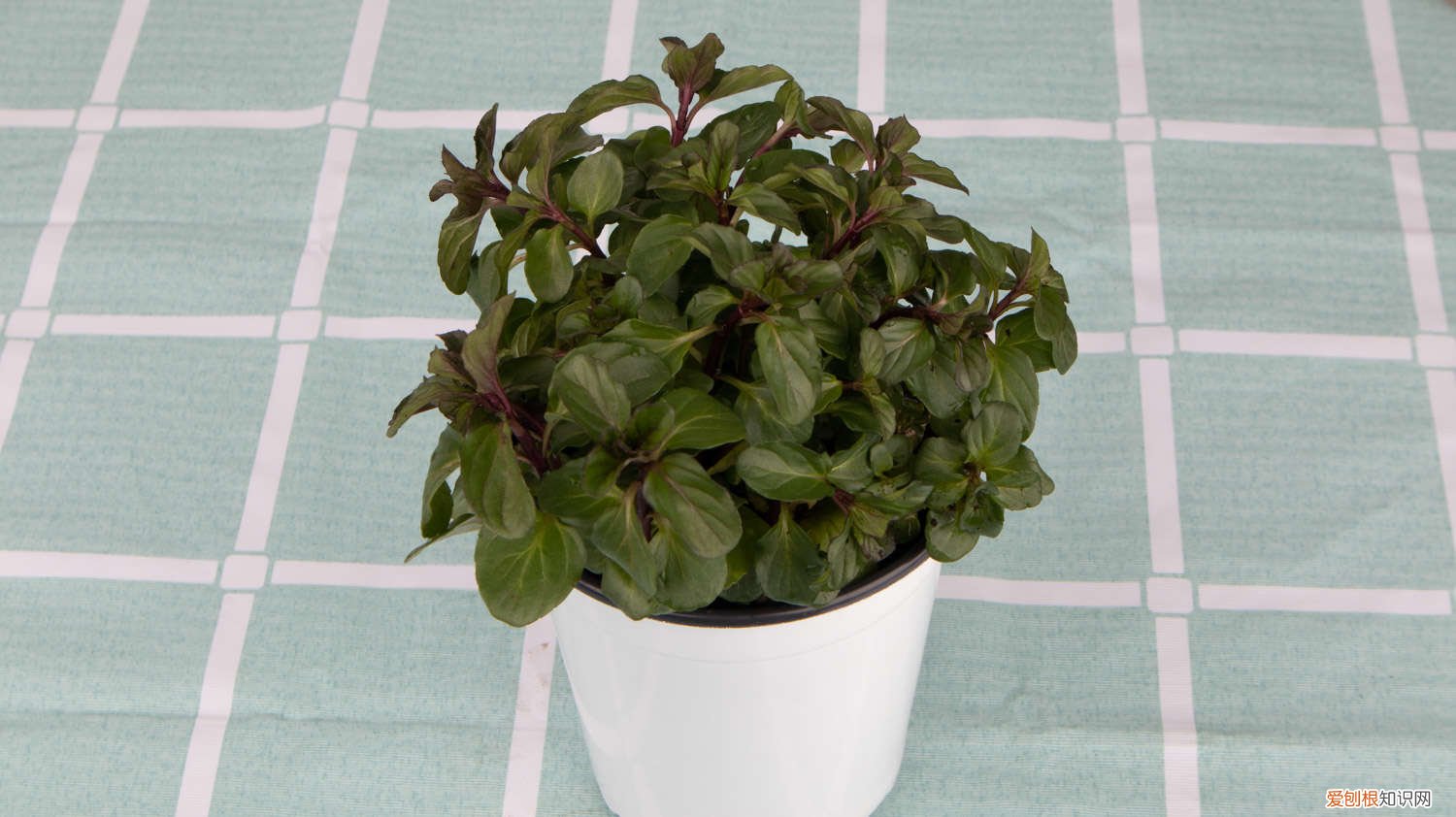 薄荷怎样种植才能成活 薄荷如何种植,薄荷发芽后如何护理