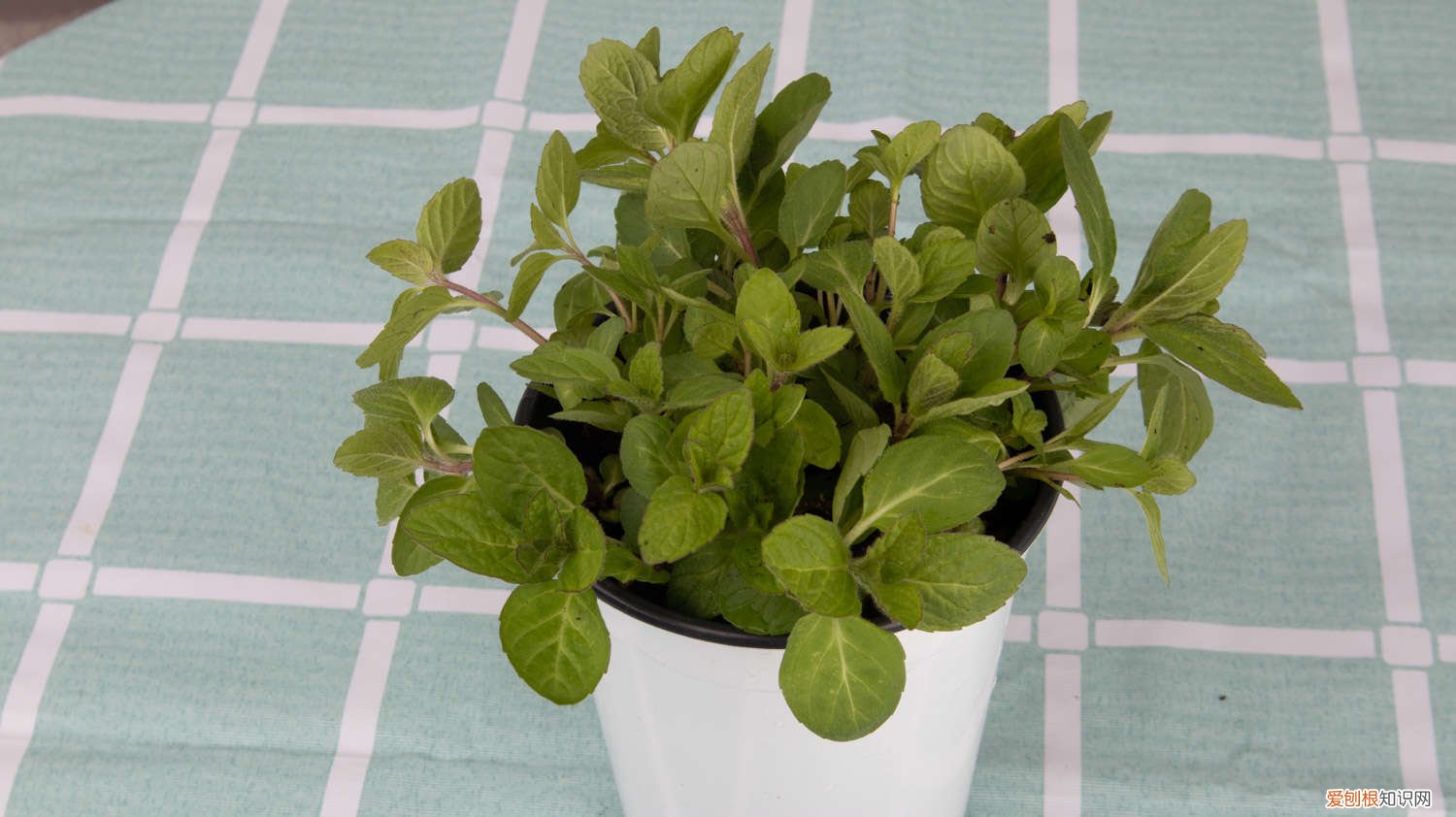 薄荷怎样种植才能成活 薄荷如何种植,薄荷发芽后如何护理