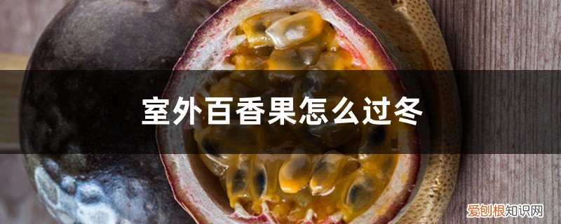 室外百香果怎么过冬,越冬的最低温度是多少 室外百香果怎么过冬,越冬的最低温度是多少