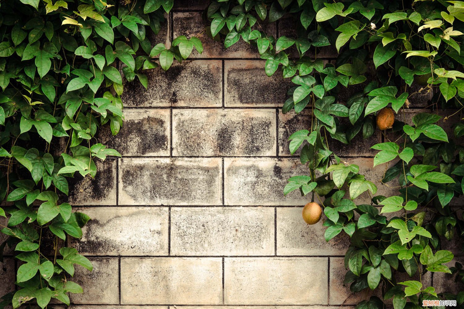 百香果的籽怎么保存 百香果如何保存方法，怎么给百香果去籽