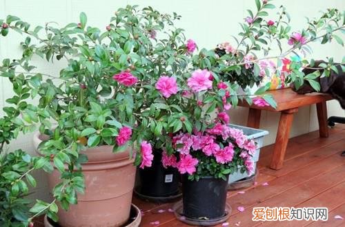 图 杜鹃花冬天会冻死吗 杜鹃花冬季如何养护