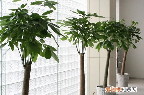 图 发财树冬天会冻死吗 发财树冬天怎么养