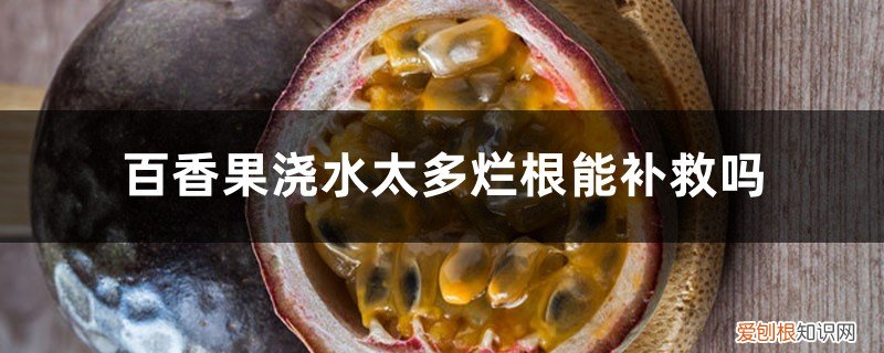 百香果是要少浇水还是要多浇水 百香果浇水太多烂根能补救吗，浇水到叶子还是根