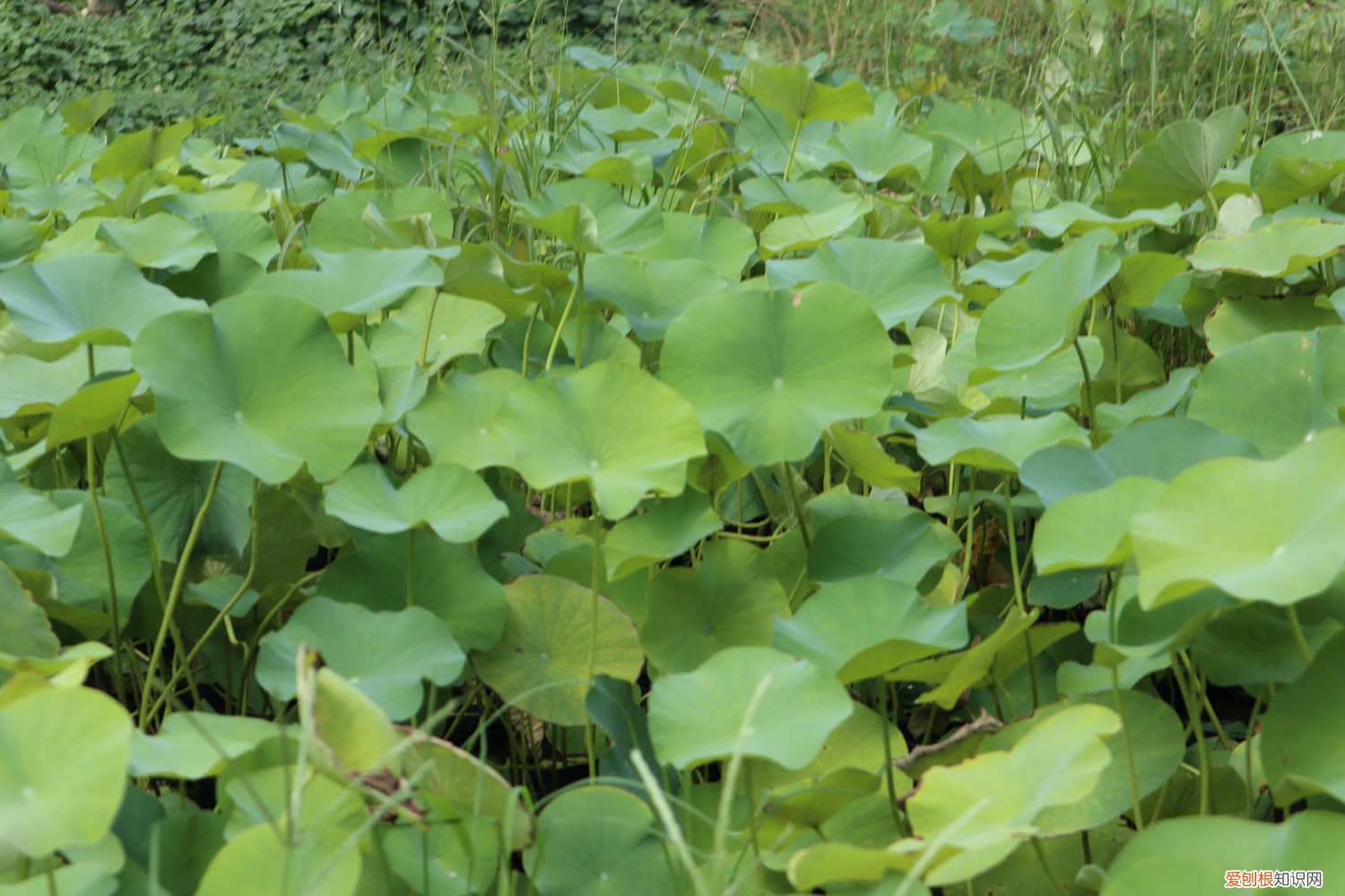 荷花多久开花花期多久 荷花如何养开花多,荷花的花期在什么时候