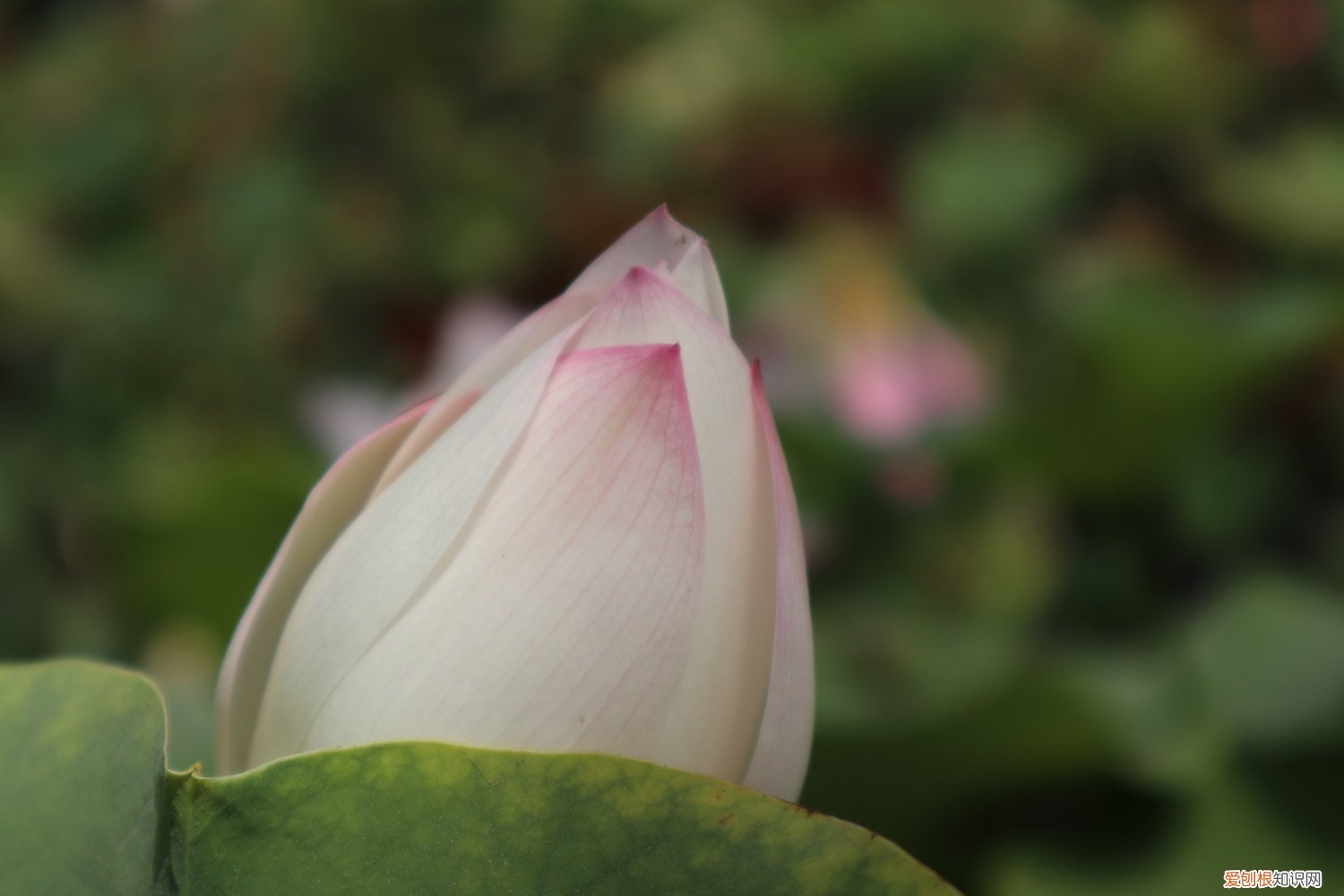 荷花多久开花花期多久 荷花如何养开花多,荷花的花期在什么时候
