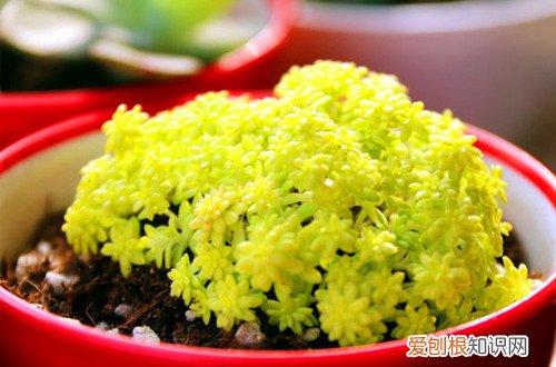 图 黄金草怎么养护 黄金草的养护方法