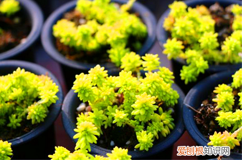 图 黄金草怎么养护 黄金草的养护方法