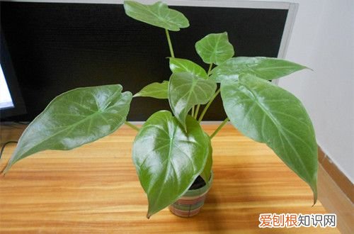 图 滴水观音冬天怎么养 滴水观音怎样过冬