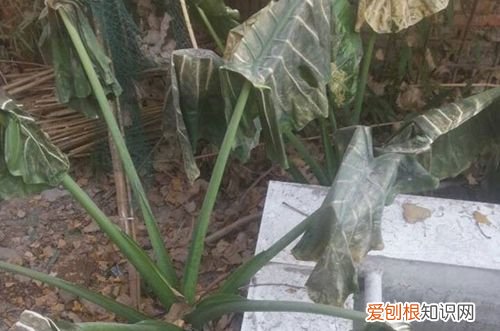 图 滴水观音冬天怎么养 滴水观音怎样过冬