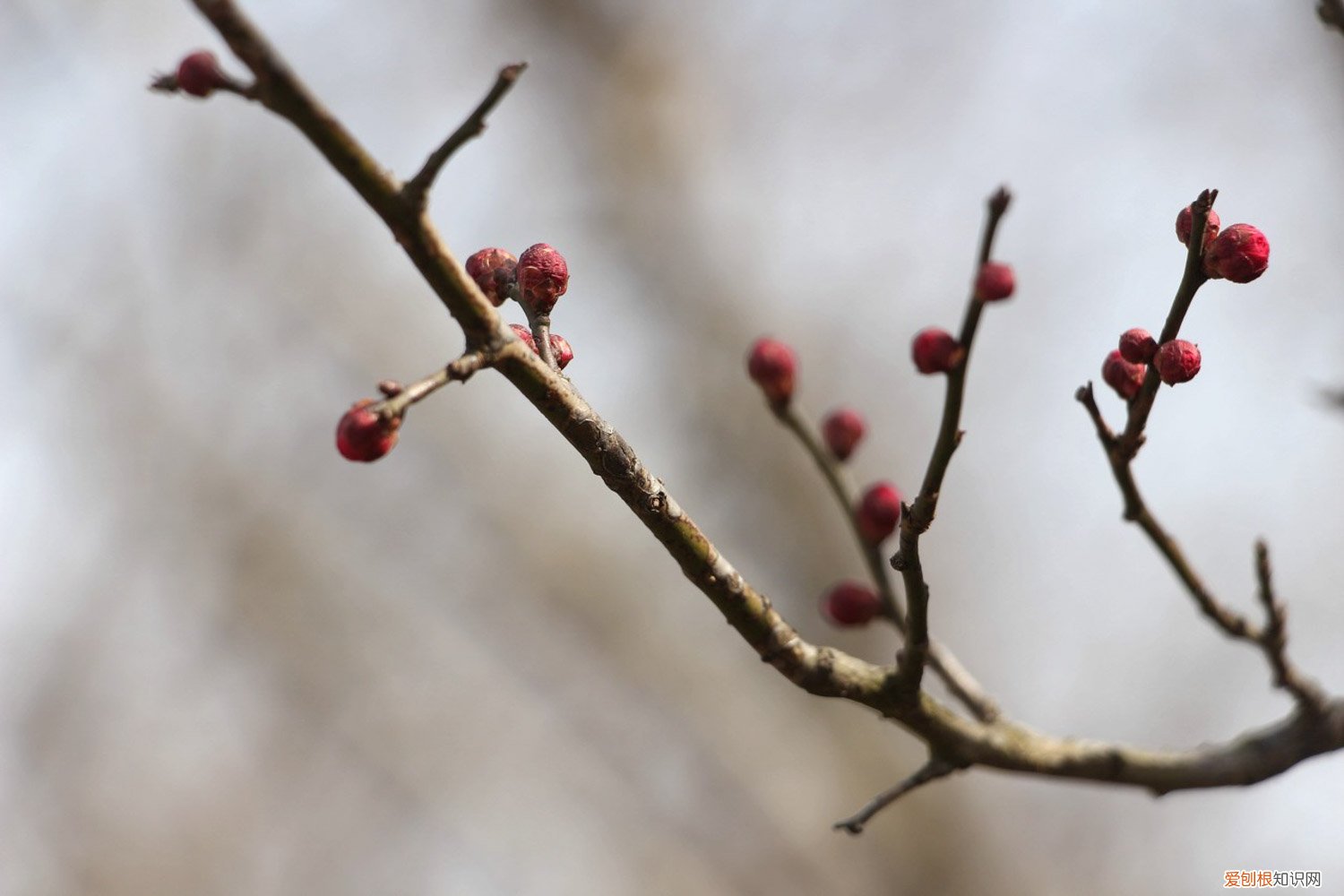 梅花什么时间换盆好 什么时候给梅花换盆，梅花换盆后马上浇水吗