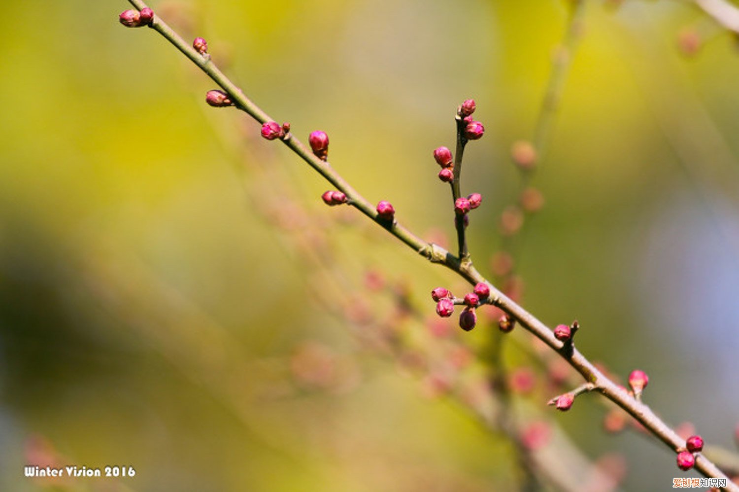 梅花什么时间换盆好 什么时候给梅花换盆，梅花换盆后马上浇水吗