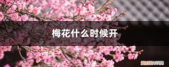 梅花多长时间开一次 梅花什么时候开，哪种梅花能一年开两次