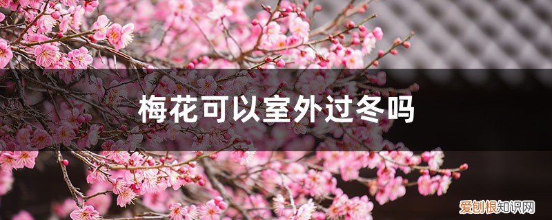 盆栽梅花冬天室外过冬 梅花可以室外过冬吗，北方盆栽梅花怎么过冬