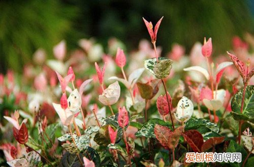 图 花叶络石叶子不变色是怎么回事 怎么让花叶络石变色