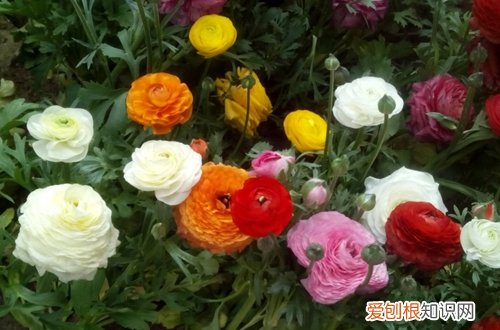 图 花毛茛冬天会冻死吗 花毛茛怎样过冬