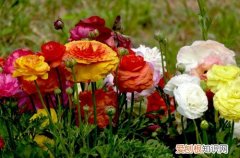 图 花毛茛冬天会冻死吗 花毛茛怎样过冬