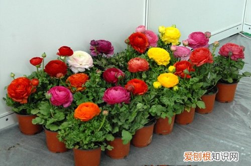 图 花毛茛冬天会冻死吗 花毛茛怎样过冬