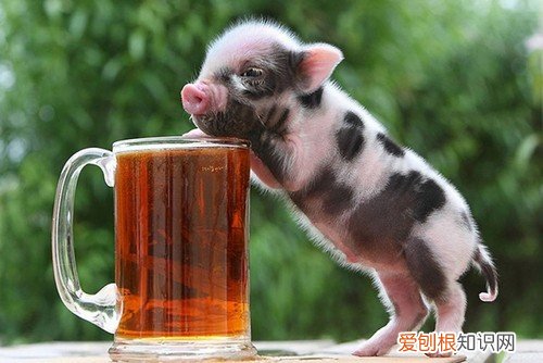 迷你猪能活多久,猪能存活多久