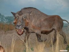 恐颌猪吃什么，恐颌猪的天敌