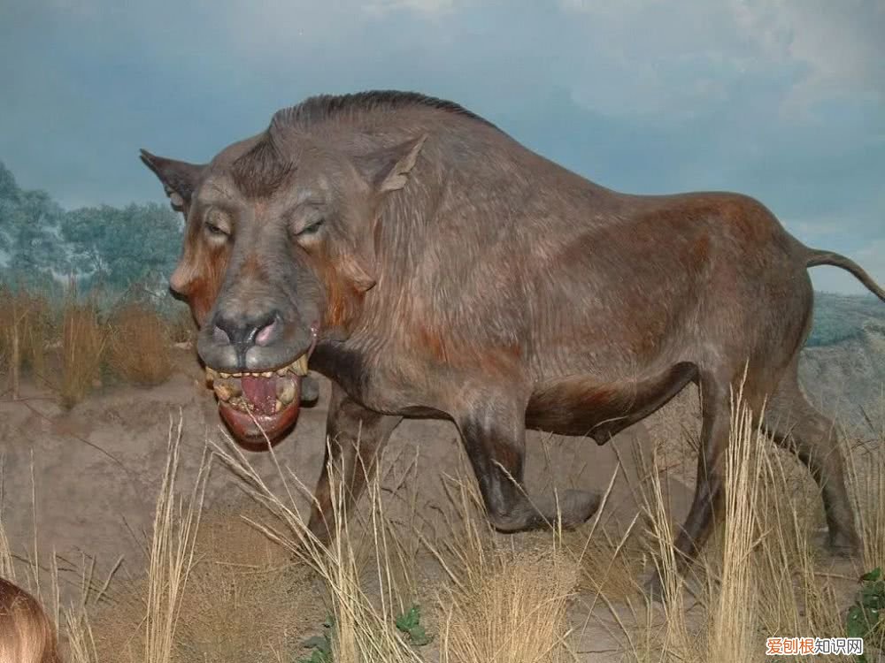 恐颌猪吃什么，恐颌猪的天敌