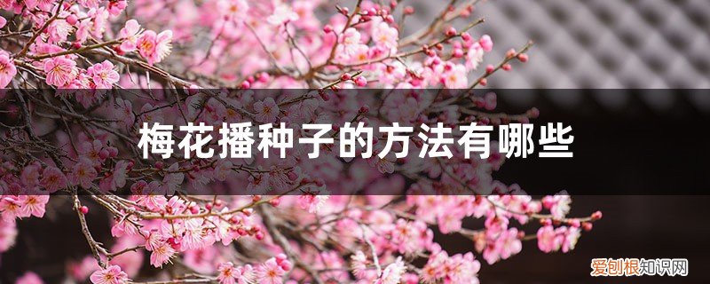 梅花种子怎样播种 梅花播种子的方法有哪些，梅花播种多久发芽