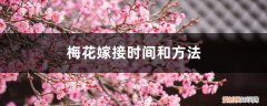 梅花嫁接枝条何时采取 梅花嫁接时间和方法，梅花嫁接用什么砧木