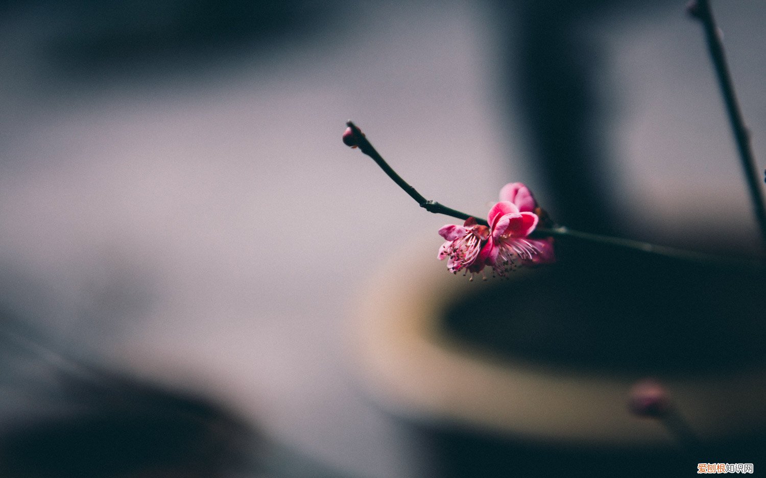 梅花嫁接枝条何时采取 梅花嫁接时间和方法，梅花嫁接用什么砧木